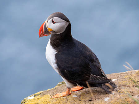 Puffin sitting on the rocks at latrabjarg Iceland on a sunny day.の写真素材