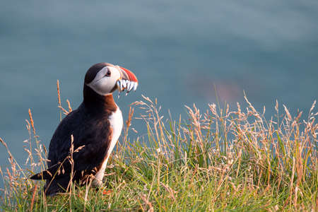 Puffin sitting on the rocks at latrabjarg Iceland on a sunny day.の写真素材