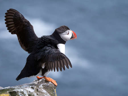 Puffin sitting on the rocks at latrabjarg Iceland on a sunny day.の写真素材