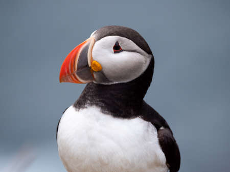 Puffin sitting on the rocks at latrabjarg Iceland on a sunny day.の写真素材