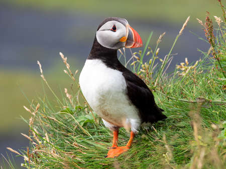 Puffin sitting on the rocks at latrabjarg Iceland on a sunny day.の写真素材