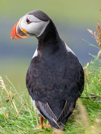 Puffin sitting on the rocks at latrabjarg Iceland on a sunny day.の写真素材