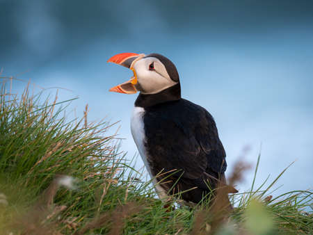 Puffin sitting on the rocks at latrabjarg Iceland on a sunny day.の写真素材