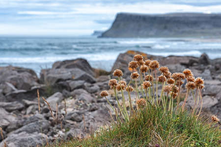 Ocean view at Coast of Iceland in capital city Reykjavik.North Atlantic Ocean, Iceland coastの写真素材