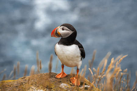 Puffin sitting on the rocks at latrabjarg Iceland on a sunny day.の写真素材