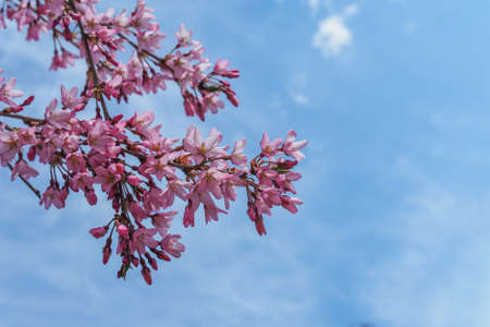 Blooming cherry tree branches against a cloudy blue sky