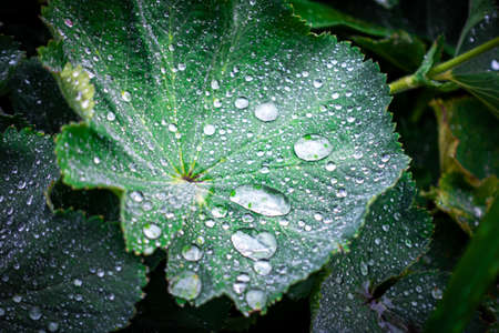 Image of Green leaf with drops of waterの写真素材