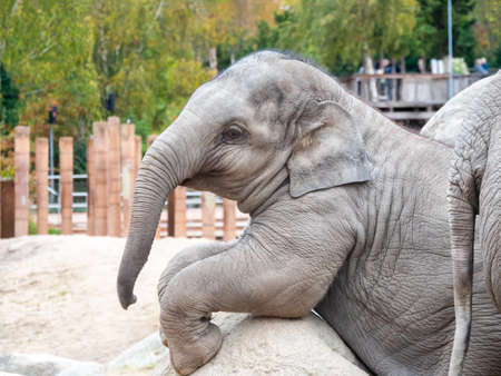 Two young African elephants playing games on the gray groundの写真素材
