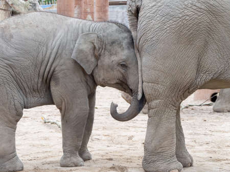 Two young African elephants playing games on the gray groundの写真素材