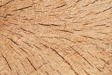 Picture of Abstract background like slice of wood timber natural.の写真素材