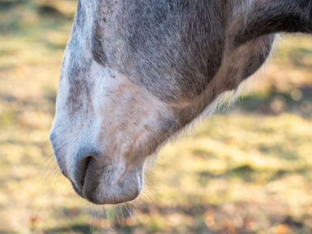 A wonderful detailed portrait image of a horse captured in the sunset light. Warm colors.の写真素材