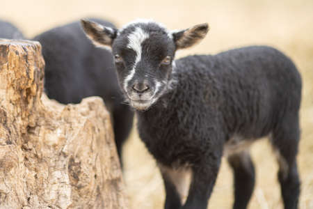 Picture of young lamb on a green grass during sunsetの写真素材