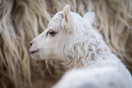 Image of young lamb on a green grass during sunsetの写真素材
