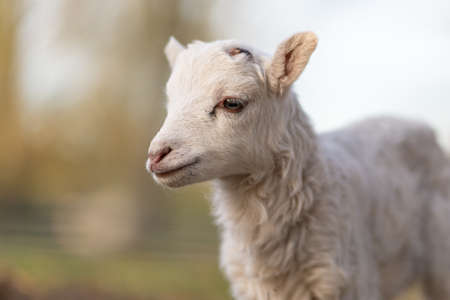 Image of young lamb on a green grass during sunsetの写真素材
