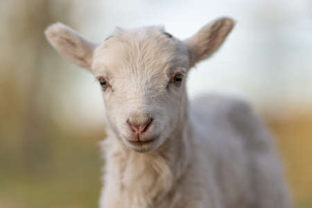 Image of young lamb on a green grass during sunsetの写真素材