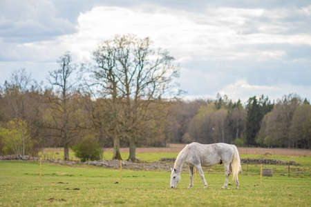 Image of young horse on the fieldの写真素材
