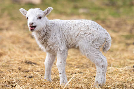 Image of young lamb on a green grass during sunset