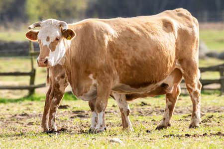 Brown cow at the farm on the field