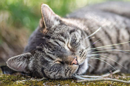 Funny Portrait of Happy Smiling Cat Gazing with opened Mouth and big eyes outdoorsの写真素材