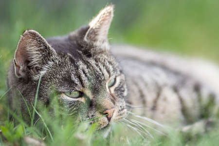 Funny Portrait of Happy Smiling Cat Gazing with opened Mouth and big eyes outdoorsの写真素材