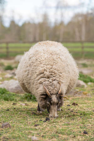 Picture of sheep on the coutry side farm during sunsetの写真素材