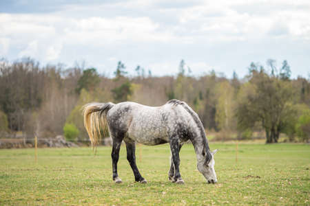 Picture of young horse on the field