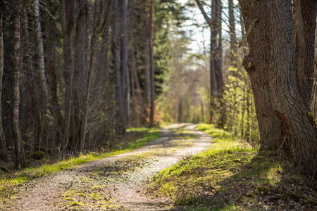 Picture of country side road in the forest during sunsetの写真素材