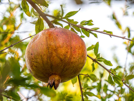 Image of Fresh pomegranate fruit in the green tree branch