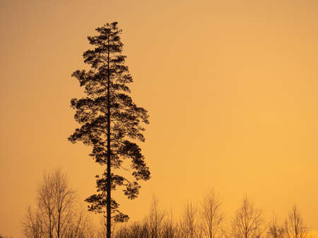 Image of Tree silhouette on meadow at sunset with orange sky without cloudsの写真素材