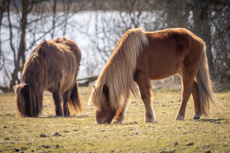 Swedish Northern Horses in the field at the lakeの写真素材