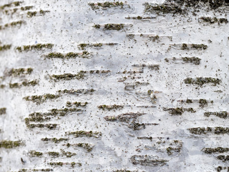 White birch tree bark with lichen growing on itの写真素材
