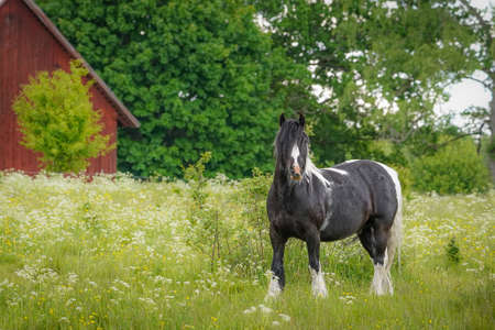 Black Fjord horse with black and white mane on the fieldの写真素材
