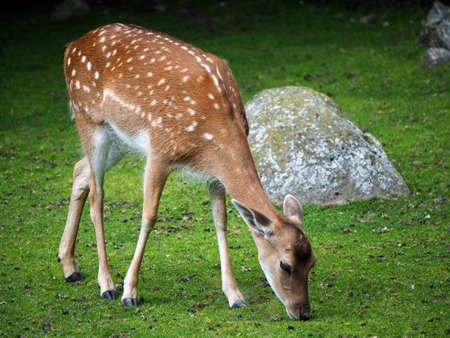 Dam deer without bucket antlers on a meadowの写真素材