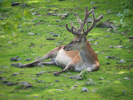 Dam deer with bucket antlers on a meadowの写真素材