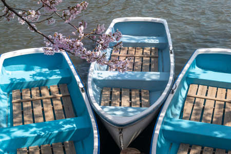Blue wooden boats on the lake with pink Sakura in the foregroundの写真素材