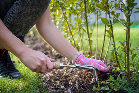 A woman weeds her hands in the gloves of a plant in the garden