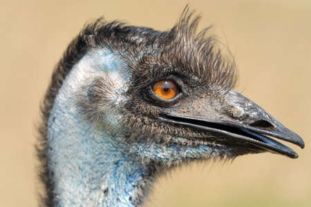 Head shot of an ostrich looking at the cameraの写真素材