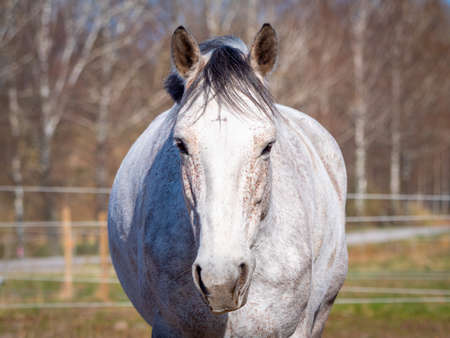 White horse is moving towards the camera at the rural farmの写真素材