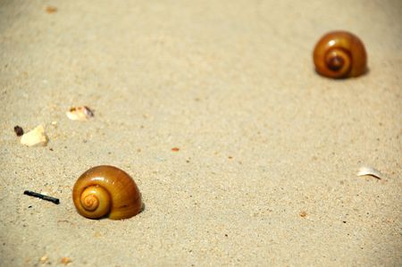 Snails on beach. One closeup and one in distance