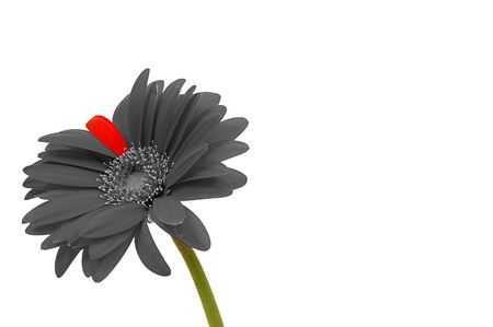 Daisy in grayscal and coloursの写真素材