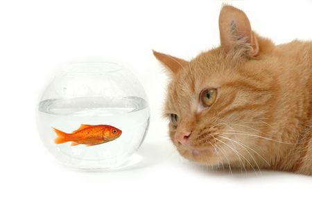 Cat is lokking at a fish in a bowl. Note the fish is still alive and in well being.の写真素材