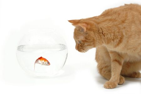 Cat is lokking at a fish in a bowl. Note the fish is still alive and in well being.の写真素材