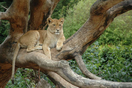 Lion is resting in the sunの写真素材