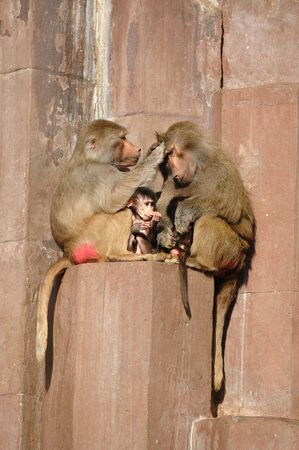 Monkey family sitting in the sunの写真素材