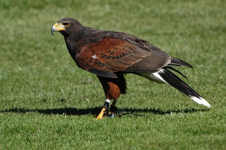 falcon, animal, american, bird, brown, eagle, wild, wildlife, wing, claws,feathers, flight, fly,...