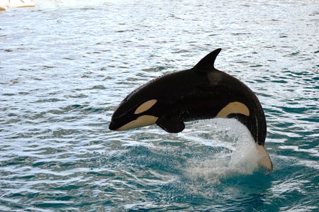 Killer whale is jumping in the waterの写真素材