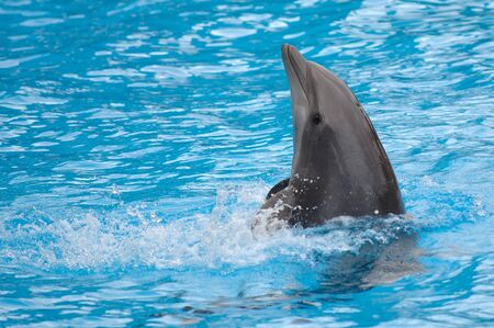 Dolphin is swimming backwards.の写真素材