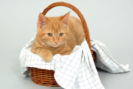 Young kitten is resting in a basketの写真素材