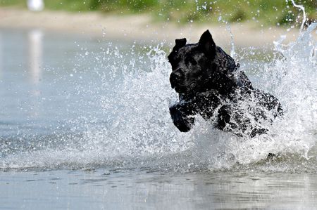 Black dog is jumping in the water.の写真素材