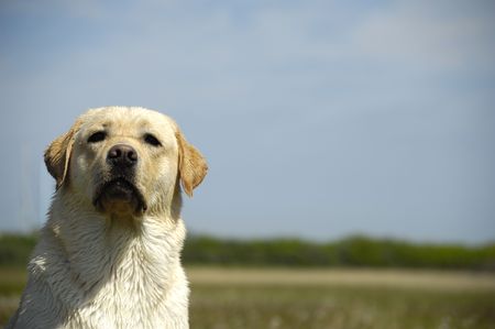 Dog is sitting in a field lookingの写真素材